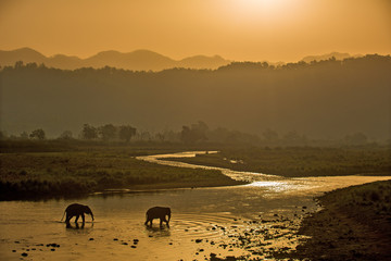 Two elephants crossing river on a misty morning ,Jim Corbett National Park ,India