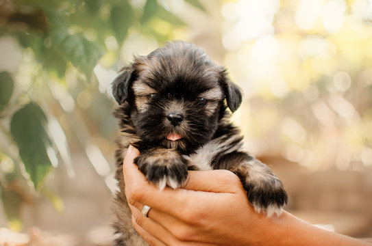 shitzu cute puppy beautiful dog portrait morning magic light