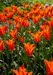 field of red tulips