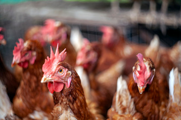 Closeup brown hen eating food on white bowl , traditional farm, hen put foot on a bowl to catch  food