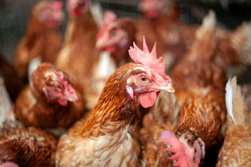 Closeup brown hen eating food on white bowl , traditional farm, hen put foot on a bowl to catch  food