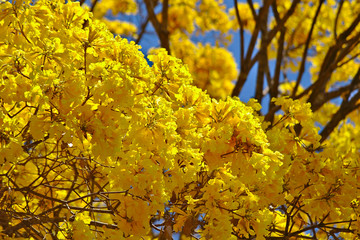 Naklejka na ściany i meble Brazilian Savannah Flower Very yellow, this flower is common in brazilian savannah.