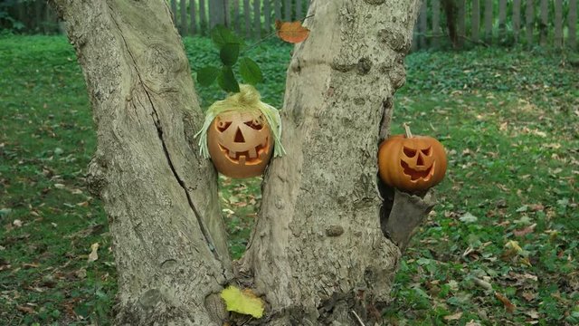 Сomical halloween pumpkin lanterns lie on a trunk of an old tree in the garden on sunny day