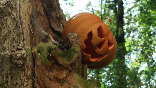 Funny and fear halloween pumpkin lantern lie on the trunk of an old tree against a background of bark, cobweb and dry leaves in sunny day