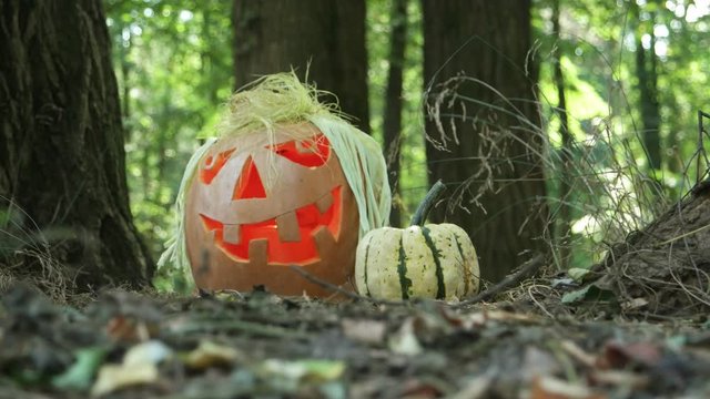 Funny and fear halloween pumpkin lantern with hairstyle lie on dry grass in the garden among the trunks of old trees in sunny day