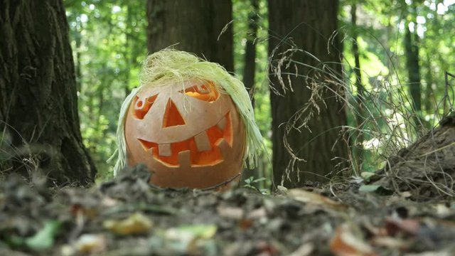 Funny and fear halloween pumpkin lantern with hairstyle lie on dry grass in the garden among the trunks of old trees in sunny day