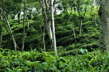 trees in the  tea garden, Sylhet, Bangladesh