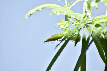 Beauty in the Nature