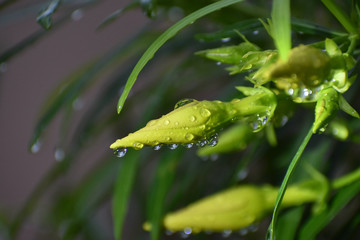 Beauty in the Nature