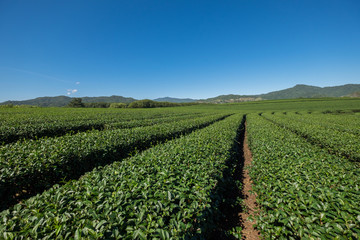 Fototapeta na wymiar Organic tea plantation farm in highland northern Thaiand in blue sky.