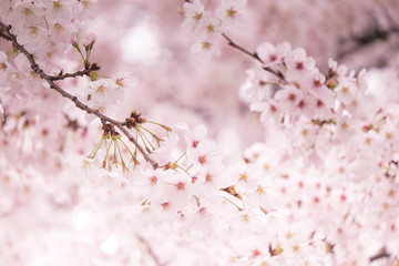 Pink sakura flower bloom in spring season. Vintage sweet cherry blossom soft tone texture background.