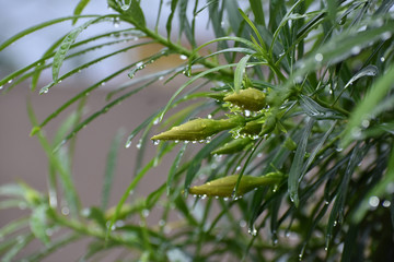 Beauty in the Nature