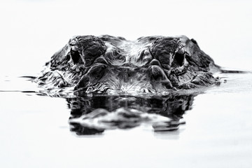 American Alligator Eyes