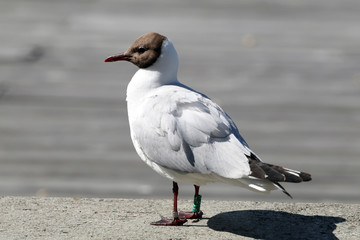 Black-headed gull - larus ridibundus