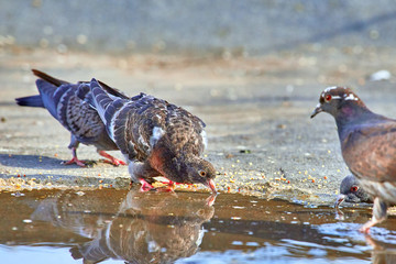 A flock of birds near the puddle drinks water