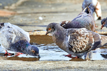 A flock of birds near the puddle drinks water