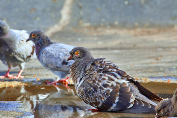 Pigeons close-up on a combined background