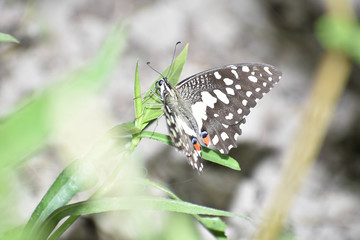 Beauty in the Nature