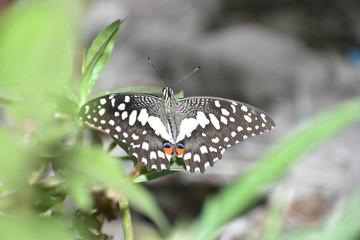 Beauty in the Nature