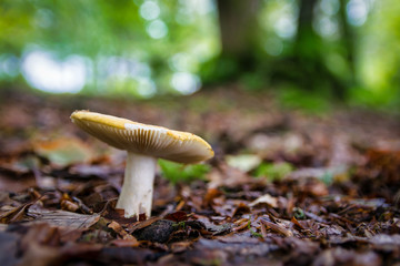 Wild Mushroom in the forest