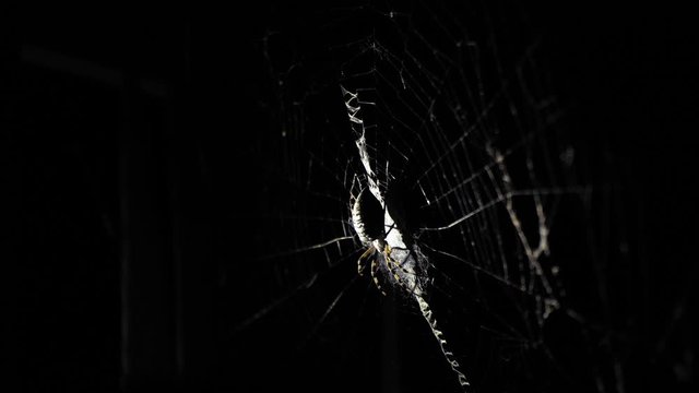 A large spider sits on a web at night. A spider hunts insects to drink their blood. Poisonous insect. Fear of spiders. Halloween. Horror movie. 