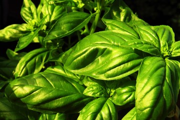 background of green leaves, macro shot of basil. 