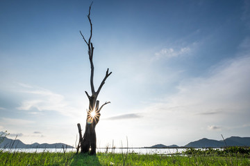 Dried dead tree on grass land in sunny day at lake.