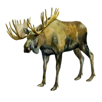 Watercolor illustration. Elk. Image of a moose on the side.