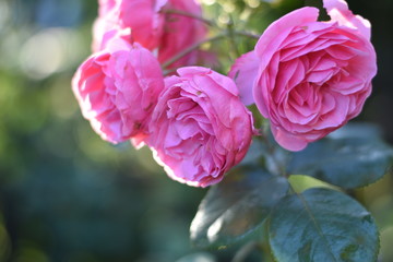 Rosa Rosenblüten