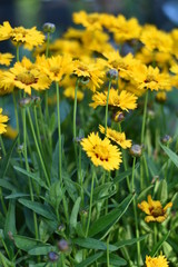 M&auml;dchenauge (Coreopsis grandiflora)
