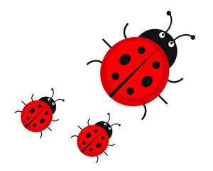 Ladybird/ladybug vector illustration icon. For you design or logo.
