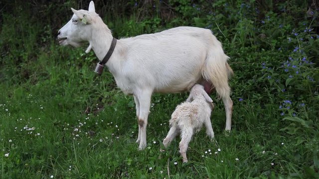 Ovelha m&atilde;e e ovelha acabada de nascer.