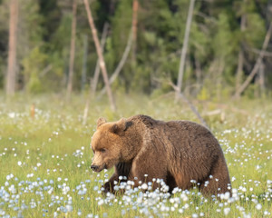 Brown bear (Ursus arctos) is walking in the middle of the cotton grass on a Finnish bog