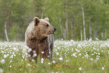 Big Brown bear (Ursus arctos) walking in the middle of the cotton grass in a Finnish bog