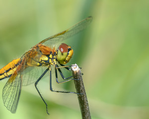 Vagrant darter dragonfly (Sympetrum vulgatum) sitting on a plant