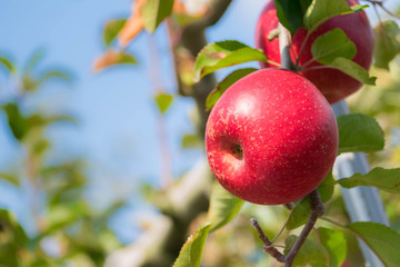 Fresh organic red apples on tree branch in an apple garden orchard.