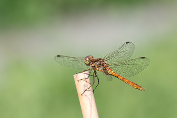Vagrant darter dragonfly (Sympetrum vulgatum) sitting on a stick