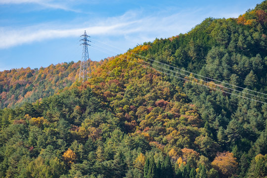 High voltage electric pole on the hll in Autumn maple momiji leaf. Seasonal natural landscape in fall season.