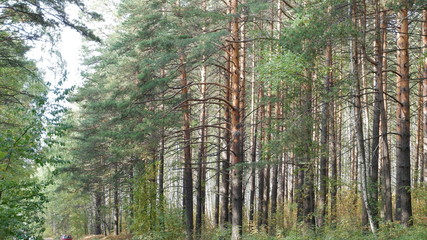 trees in the forest