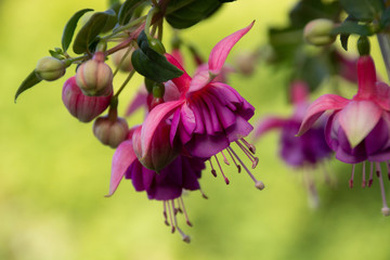 Fuchsia