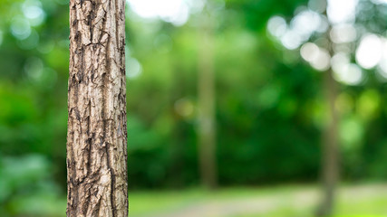 Summer trees with fresh bright green leaves and a perfect mowed