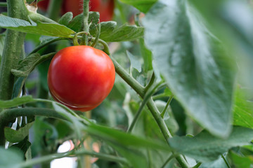 Fresh tomatoes from the garden