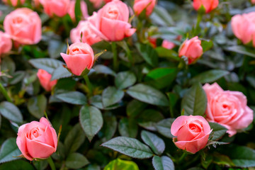 Beautiful  pink roses background. Floral abstract background for wedding and engagement.