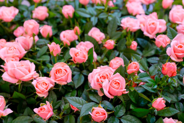 Beautiful  pink roses background. Floral abstract background for wedding and engagement.