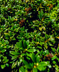 Natural green leaves background