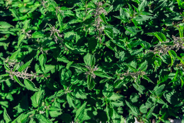 Stinging nettles from above - natural backgrounds