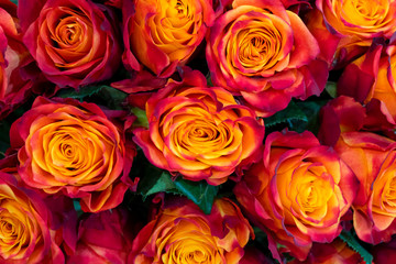 Beautiful orange roses background. Floral abstract background for wedding and engagement.