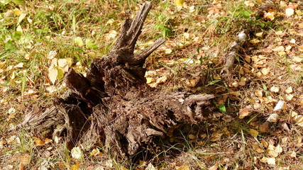 autumn leaves on the ground