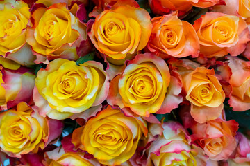 Beautiful yellow roses background. Floral abstract background for wedding and engagement.