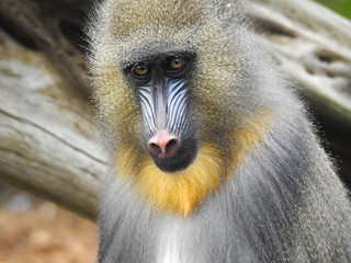 Beautiful Young Mandrill with Golden Fur
